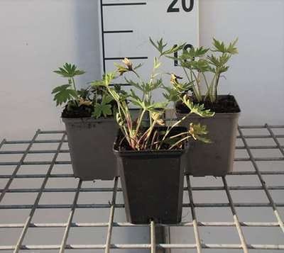 6x Ridderspoor - Delphinium (b) 'Bellamosum' | 9x9 cm pot