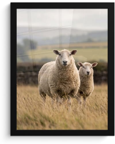 Poster in lijst - Fotolijst 30x40 cm - Posters - Schapen - Weidenlandschap - Heuvels - Posterlijst zwart - Decoratie - Wanddecoratie woonkamer - Muurdecoratie slaapkamer