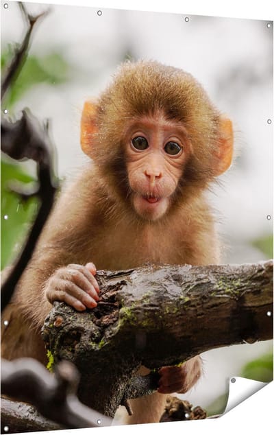 Gards Tuinposter Klein Baby Aapje op een Tak - 120x160 cm - Tuindoek - Tuindecoratie - Wanddecoratie buiten - Tuinschilderij