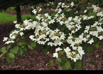 Viburnum plic. 'Watanabe' - Japanse Sneeuwbal 30- 40 cm in pot