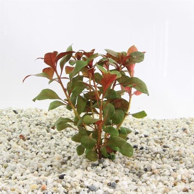 Moerings Ludwigia Repens Diamond Rood in Terracotta Ring
