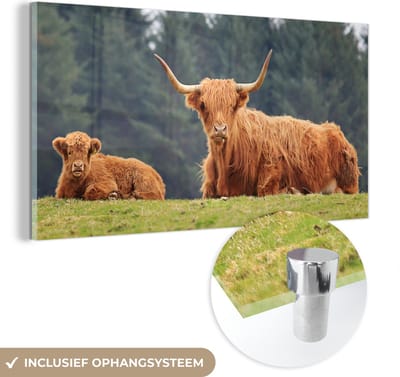 MuchoWow® Glasschilderij 40x20 cm - Schilderij acrylglas - Schotse Hooglanders - Gras - Bos - Foto op glas - Schilderijen