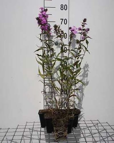 6x Vlambloem - Phlox (m) 'Alpha' | 9x9 cm pot