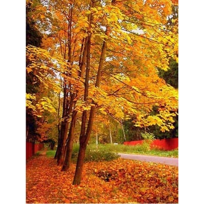 5D Diamond schilderij boom diamant borduurwerk herfst landschap kruissteek 20X30CM orange
