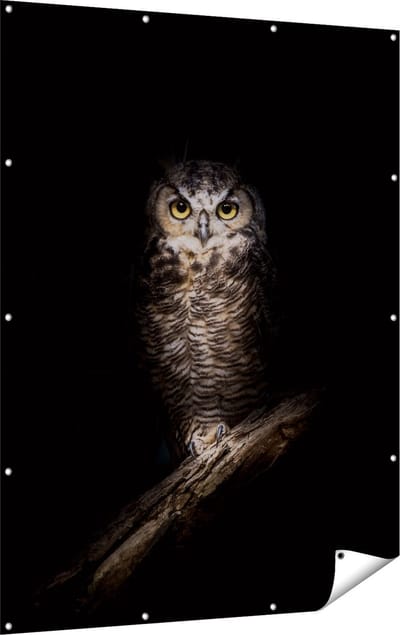 Gards Tuinposter Uil op een Tak in de Nacht - 120x160 cm - Tuindoek - Tuindecoratie - Wanddecoratie buiten - Tuinschilderij