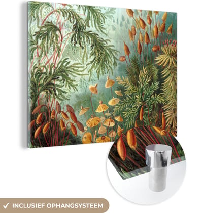 MuchoWow® Glasschilderij 120x90 cm - Schilderij acrylglas - Oude meesters - Kunst - Muscinae - Haeckel - Foto op glas - Schilderijen