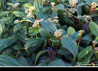 Viburnum davidii - Sneeuwbal 25- 30 cm in pot