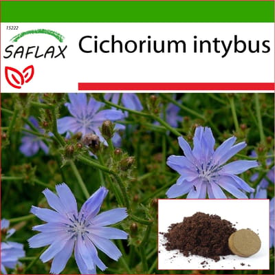 SAFLAX - Cichorei - 250 zaden - Met potgrond voor een betere teelt - Cichorium intybus