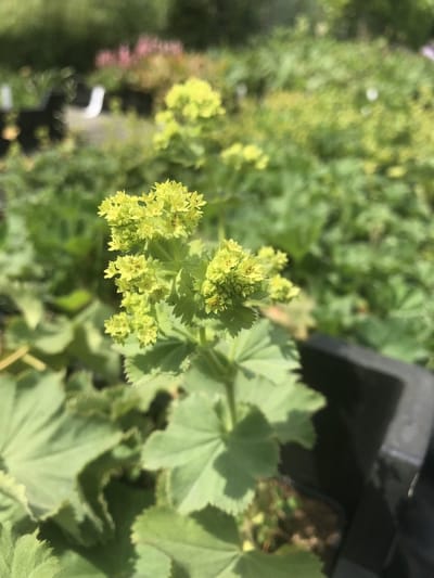 6 x Alchemilla mollis - Vrouwenmantel - P9 Pot (9 x 9cm) - Dima Vaste Planten
