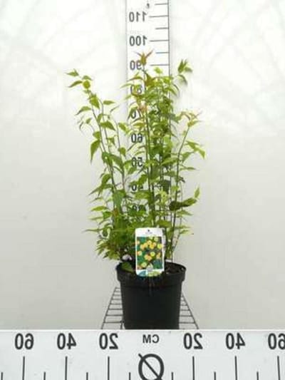 Ranonkelstruik Kerria Pleniflora - Japanse Kerria Struik - Tuin Decoratie - Dubbele Bloemvorm - 50-60 cm - Groen
