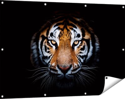 Gards Tuinposter Tijger op Zwart Achtergrond - 120x80 cm - Tuindoek - Tuindecoratie - Wanddecoratie buiten - Tuinschilderij