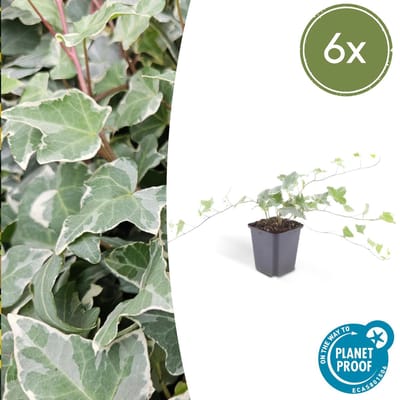 Trendyplants - Hedera helix 'Glacier' - 6 stuks - Bonte Klimop - Winterhard - Hoogte 20-30 cm - Potmaat Ø9cm