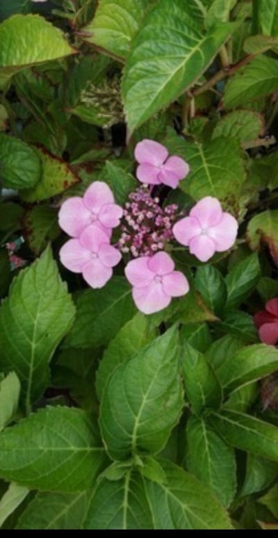 Hydrangea 'Teller Red' (rood/rouge) - Hortensia 40- 60 cm in pot
