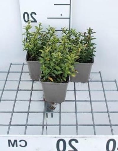 Kruipende Kardinaalsmuts - Euonymus Microphyllus - Tuin Decoratie - Groenblijvende Bodembedekker - 12 stuks 9x9 cm pot - Geel
