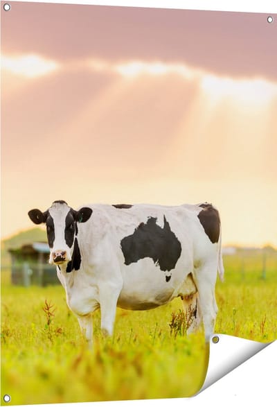 Gards Tuinposter Zwart Wit Koe in de Wei bij Zonsopkomst - 80x100 cm - Tuindoek - Tuindecoratie - Wanddecoratie buiten - Tuinschilderij