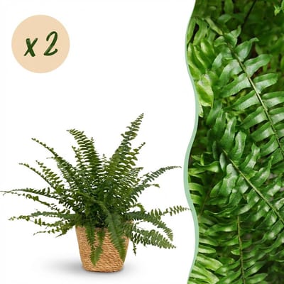 Plantenboetiek.nl | Nephrolepsis exaltata Green Lady - Varen - Huisdiervriendelijke Plant - Groen - 2 Planten - met Mand - Ø12cm - 25cm hoog - Kamerplant - Arrangement - Plant met pot