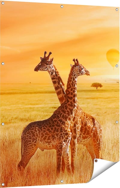 Gards Tuinposter Twee Giraffen met Twee Oranje Luchtballonnen - 90x120 cm - Tuindoek - Tuindecoratie - Wanddecoratie buiten - Tuinschilderij