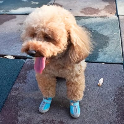 Livano Hondenschoenen Pootbeschermer - Hondenschoenen - 4 Stuks - Hondenschoentjes - Pootbescherming Hond - Waterbestendig - Zwart M