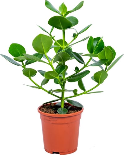 Bloomique - Clusia Rosea - Varkensboom - Kamerplanten - Luchtzuiverend - Gemakkelijk Te Verzorgen - Hoogte 50-60 cm - Pot 17 cm