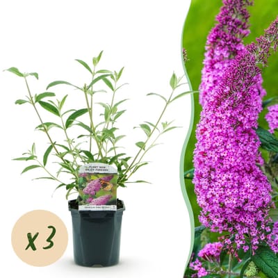 Green boutiQ - Tuinplant - Buddleja davidii Pink Delight - Vlinderstruik - Winterhard - Roze - 3 Planten - Pot 17cm - Hoogte 45cm