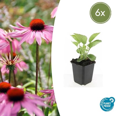 Trendyplants - Echinacea purpurea 'Magnus' - 6 stuks - Zonnehoed - Winterhard - Hoogte 10-30 cm - Potmaat Ø9 cm