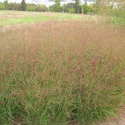 6 x Panicum Virgatum 'Rotstrahlbusch' - Gierst - pot 9 x 9 cm - Levendige Herfsttonen in Roodbruin