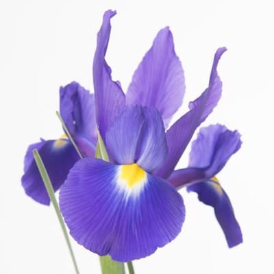 50x Iris hongkong 60cm