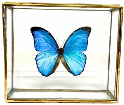 Glinsterend blauwe vlinder - Morpho Didius in elegante glazen kistje met gouden rand