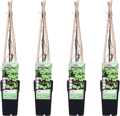 4x - Parthenocissus tricuspidata 'Veitch Boskoop' - ↨65cm - Ø15