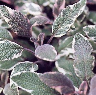 6 x Salvia Officinalis 'Tricolor' - Echte Salie pot 9x9cm - Driekleurige bladeren, attractief voor bijen