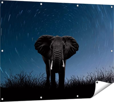 Gards Tuinposter Olifant Omringd met Sterren - 120x90 cm - Tuindoek - Tuindecoratie - Wanddecoratie buiten - Tuinschilderij