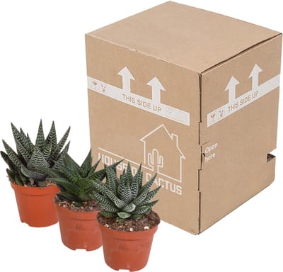Gasteria/Haworthia mix 8,5 cm | 3 stuks