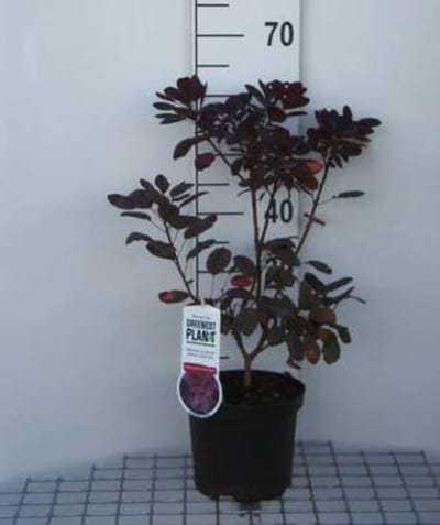 Cotinus coggygria 'Royal Purple' - Pruikenboom 40 - 60 cm in pot