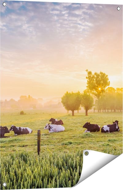 Gards Tuinposter Koeien in de Wei tijdens Zonsopgang - 60x80 cm - Tuindoek - Tuindecoratie - Wanddecoratie buiten - Tuinschilderij