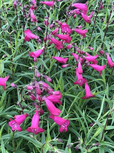 6x Slangekop - Penstemon hybr. 'And. F. Hahn' (= 'garnet') | 9x9 cm pot