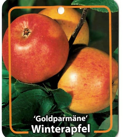 Oosterik home - Malus Domestica Goldparmane