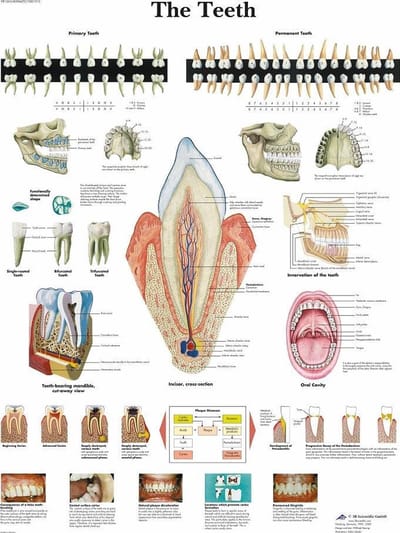 Het menselijk lichaam - anatomie poster gebit / tanden (gelamineerd, 50x67 cm) + ophangsysteem