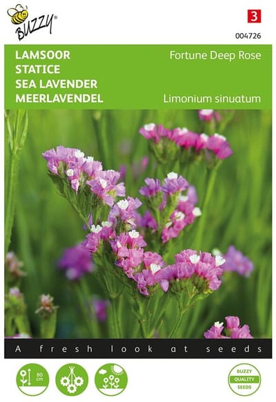 Buzzy, Lamsoor Fortune Deep Rose (Limonium)