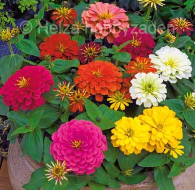 Zinnia Elegans Columbus F1 Mix