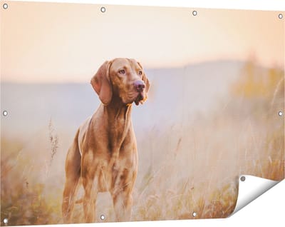Gards Tuinposter Hongaarse Vizsla Hond in het Gras - 120x80 cm - Tuindoek - Tuindecoratie - Wanddecoratie buiten - Tuinschilderij