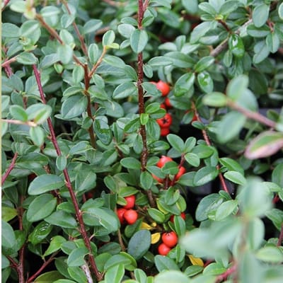 24 x Dwergmispel 'Coral Beauty' - Cotoneaster suecicus 'Coral Beauty' pot 9x9cm, voor 3m² : Wintergroene struik met oranjerode bessen.