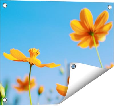 Gards Tuinposter Oranje Cosmea Bloemen - 50x40 cm - Tuindoek - Tuindecoratie - Wanddecoratie buiten - Tuinschilderij