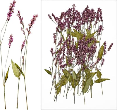 Gedroogde bloemen voor hars, natuurlijke hemelse bloemen, geperste decoratie, DIY sieraden, 60 stuks, rode grasbloemen, perfect voor kaarsen en ambachtelijke projecten