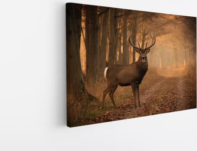 Saammp Canvas Schilderij - Hert bij een bospad - Natuur - Dieren - 45x30 - Foto op canvas - Wanddecoratie - Muurdecoratie Woonkamer - Slaapkamer decoratie - Canvas Print