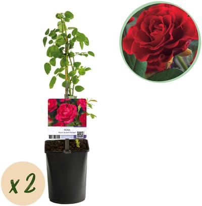 Plantenboetiek.nl | Klimroos - Rosa Paul Scarlet Climber - Bloem Rood - Weinig onderhoud - 2 planten - Ø10cm - 30-40cm hoog - Tuinplant