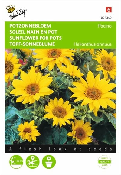 Zonnebloem Pacino - Helianthus annuus (potzonnebloem)
