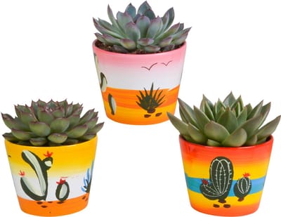 Echeveria mix 10.5 cm in Mexicaanse pot | 3 stuks