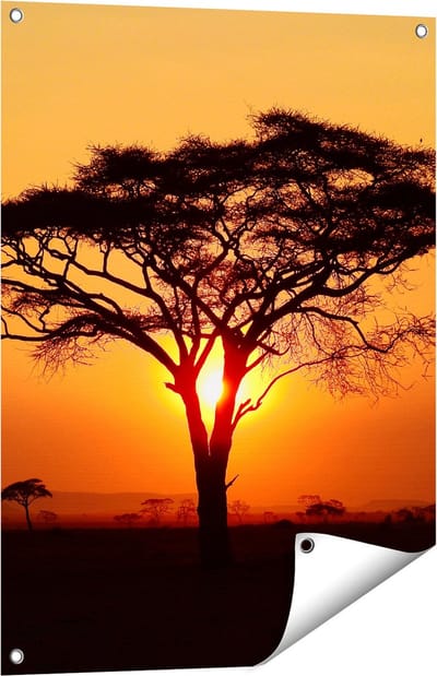 Gards Tuinposter Zonsondergang Achter een Savanne Boom - 60x80 cm - Tuindoek - Tuindecoratie - Wanddecoratie buiten - Tuinschilderij