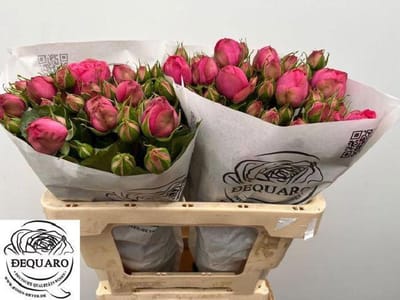 10x Rosa pink piano freiland 50cm