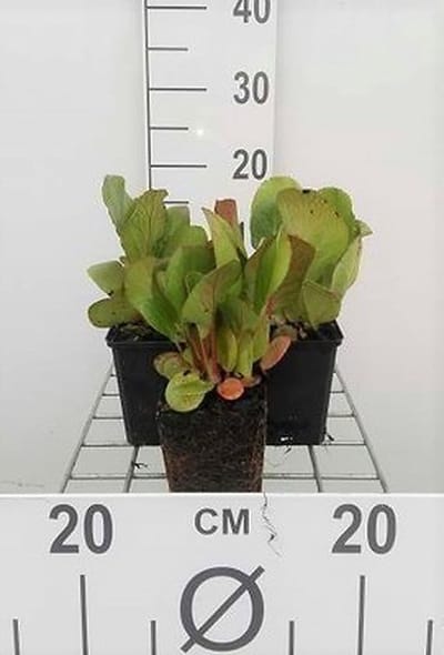 6x Schoenlappersplant - Bergenia cord. 'Purpurea' | 9x9 cm pot